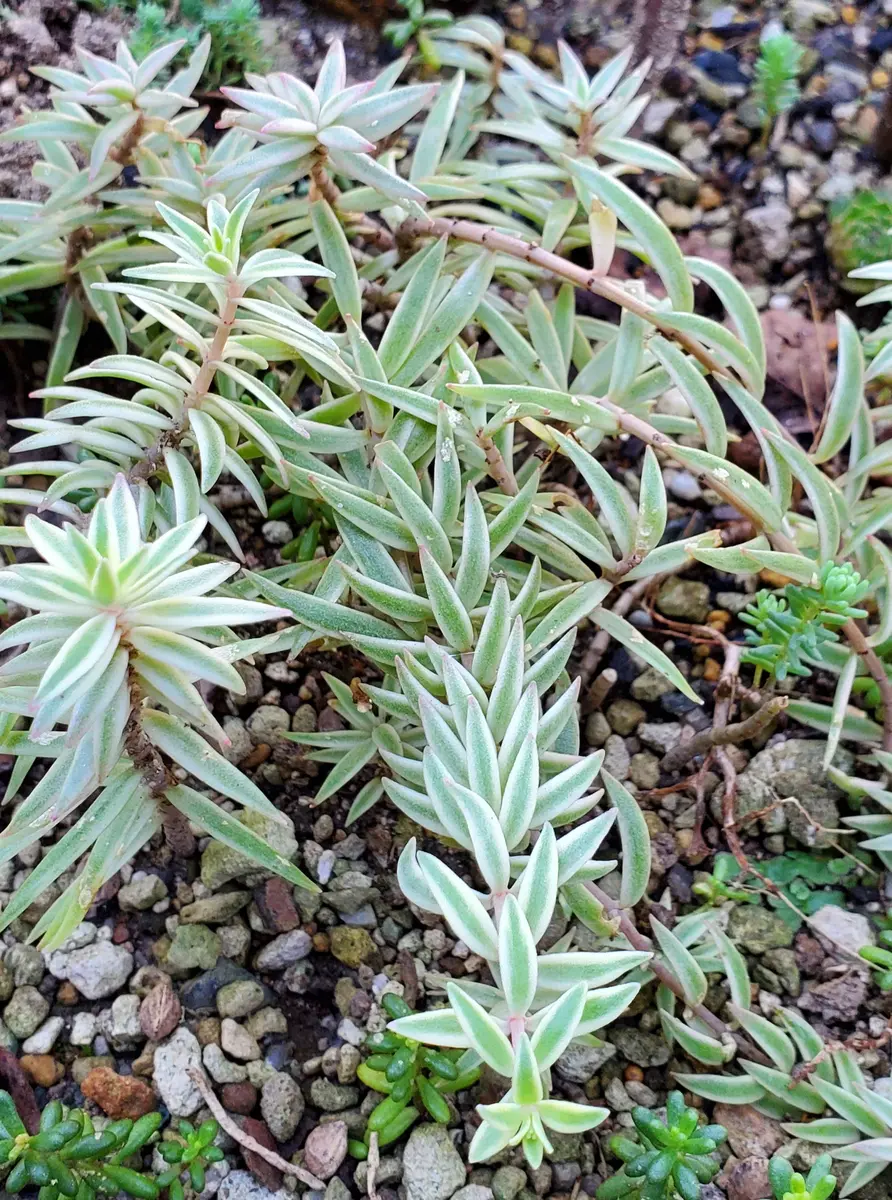 覆輪万年草（ふくりんまんねんそう）「セダム」のアルバム-みんなの