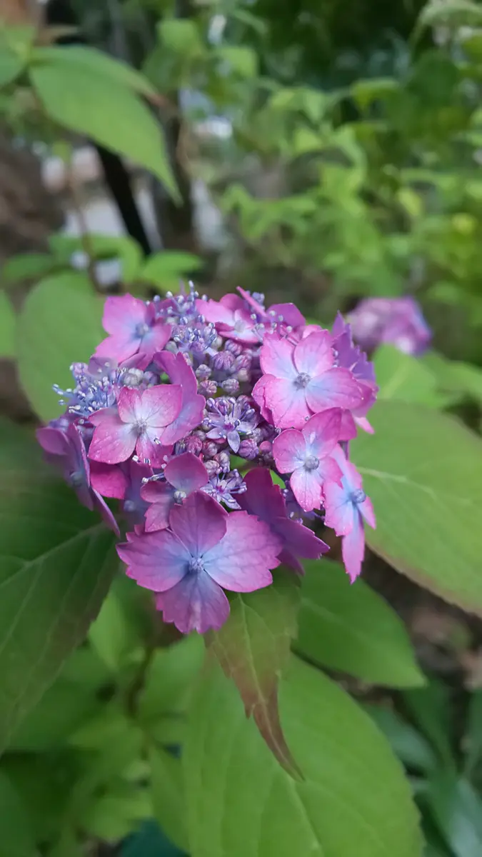 秋色紫陽花 