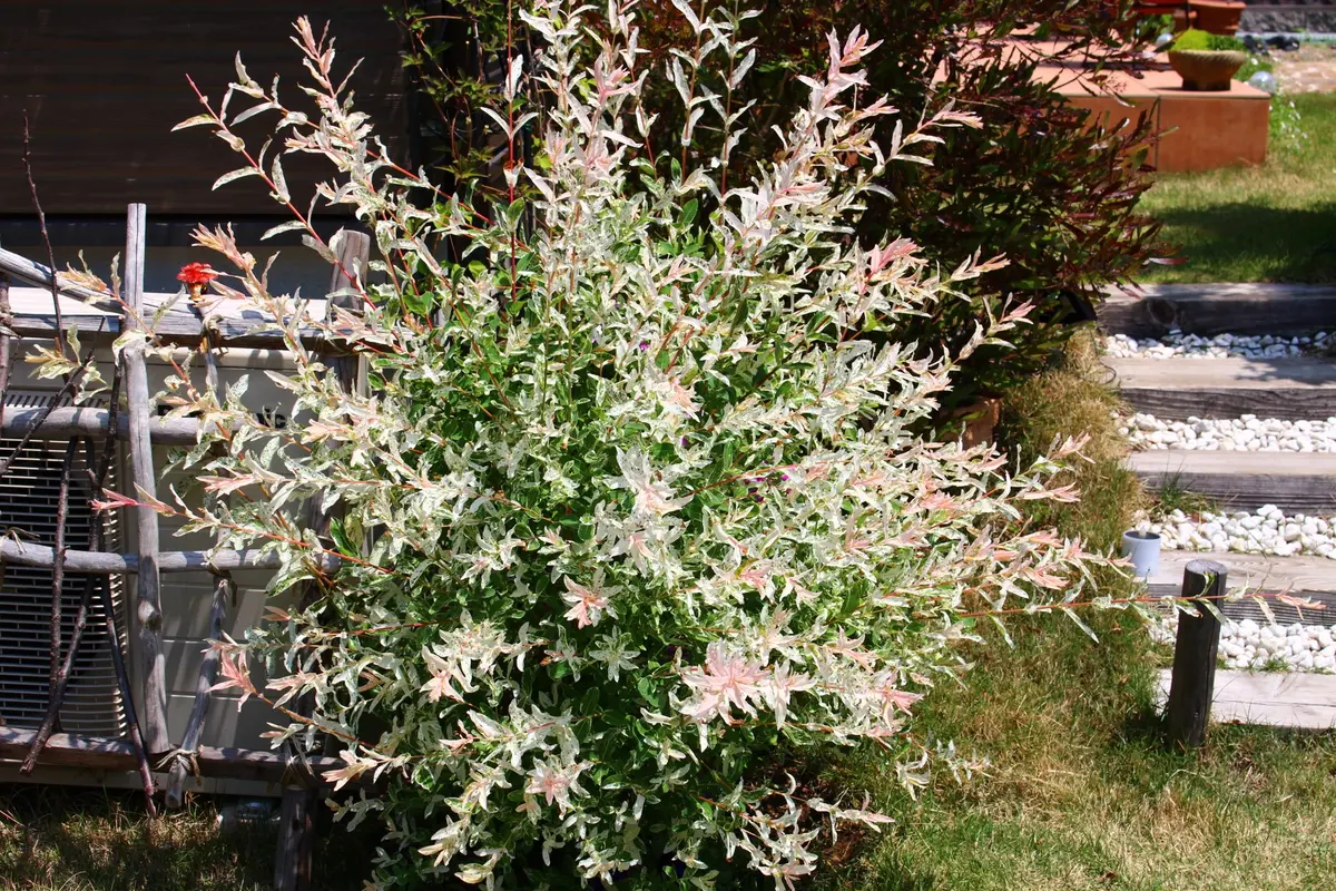 白露錦(ハクロニシキ)いわゆるイヌコリ「Nico'sGarden」の