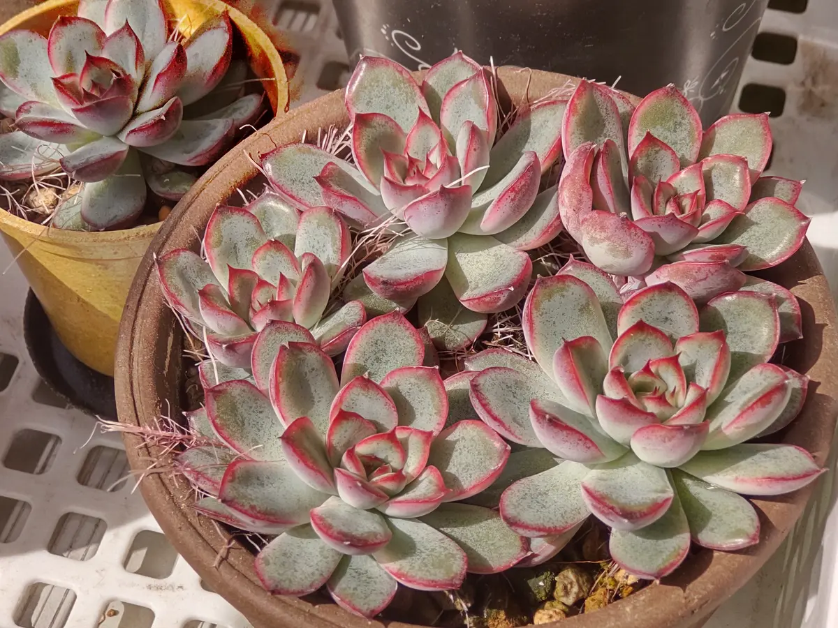 専用！多肉植物^o^  希少交配種　花うらら×達磨秀麗　小苗 花うらら花 多肉植物 エケベリア 花うらら 2 5号 タニクショクブツ