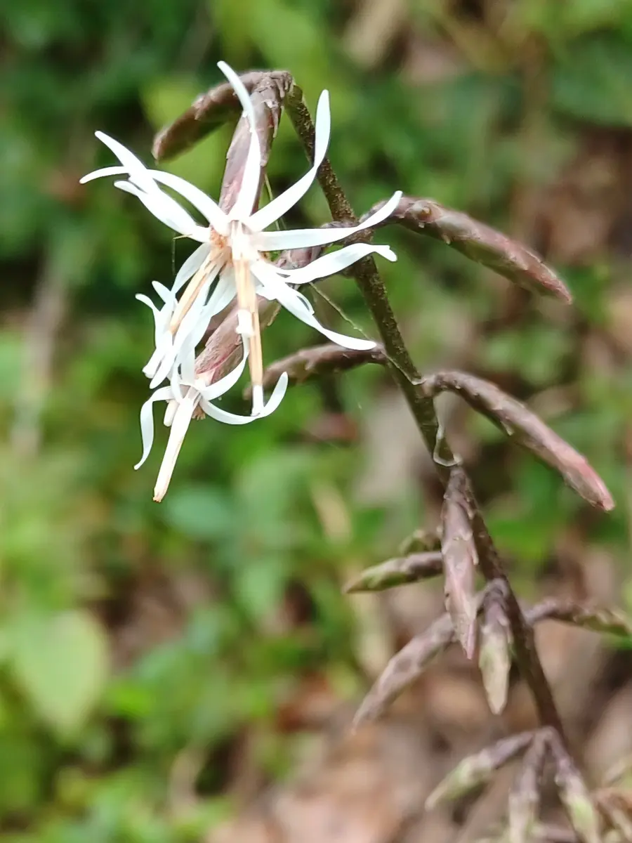 モミジバハグマ目立たない花ですが、「野・山・庭の花たち モミジバハグマ目立たない花ですが、「野・山・庭の花たち