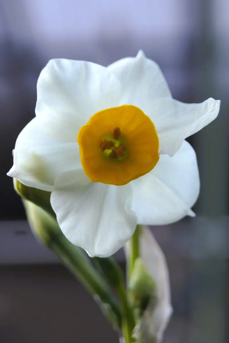 ?母が愛するお花達? 一輪の水仙✨「??ちょっとそこまで 