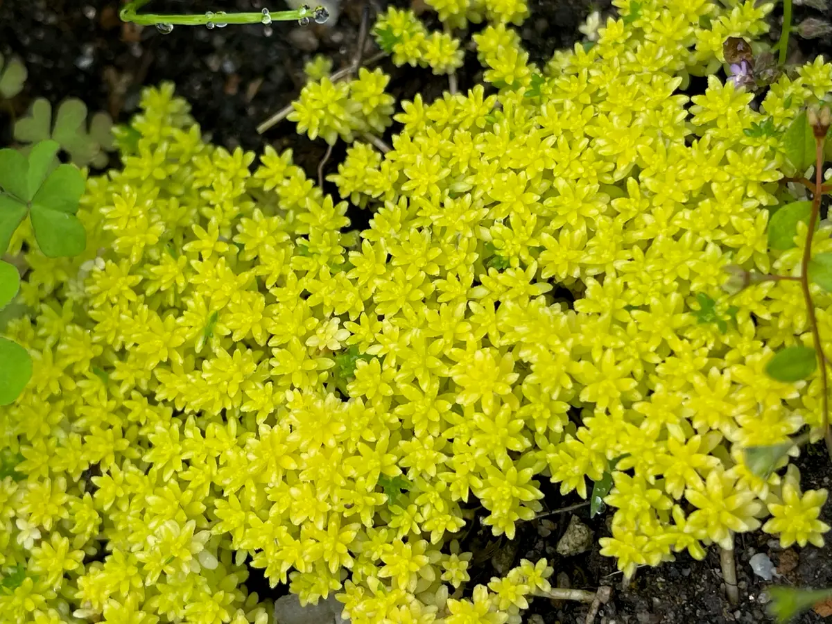 セダム ドリームスター「庭の花壇と寄せ植え」のアルバム-みんなの趣味