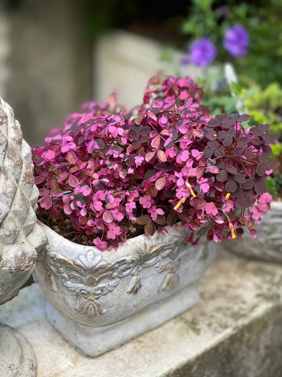 オキザリス 雅「庭の花壇と寄せ植え」のアルバム-みんなの趣味の園芸