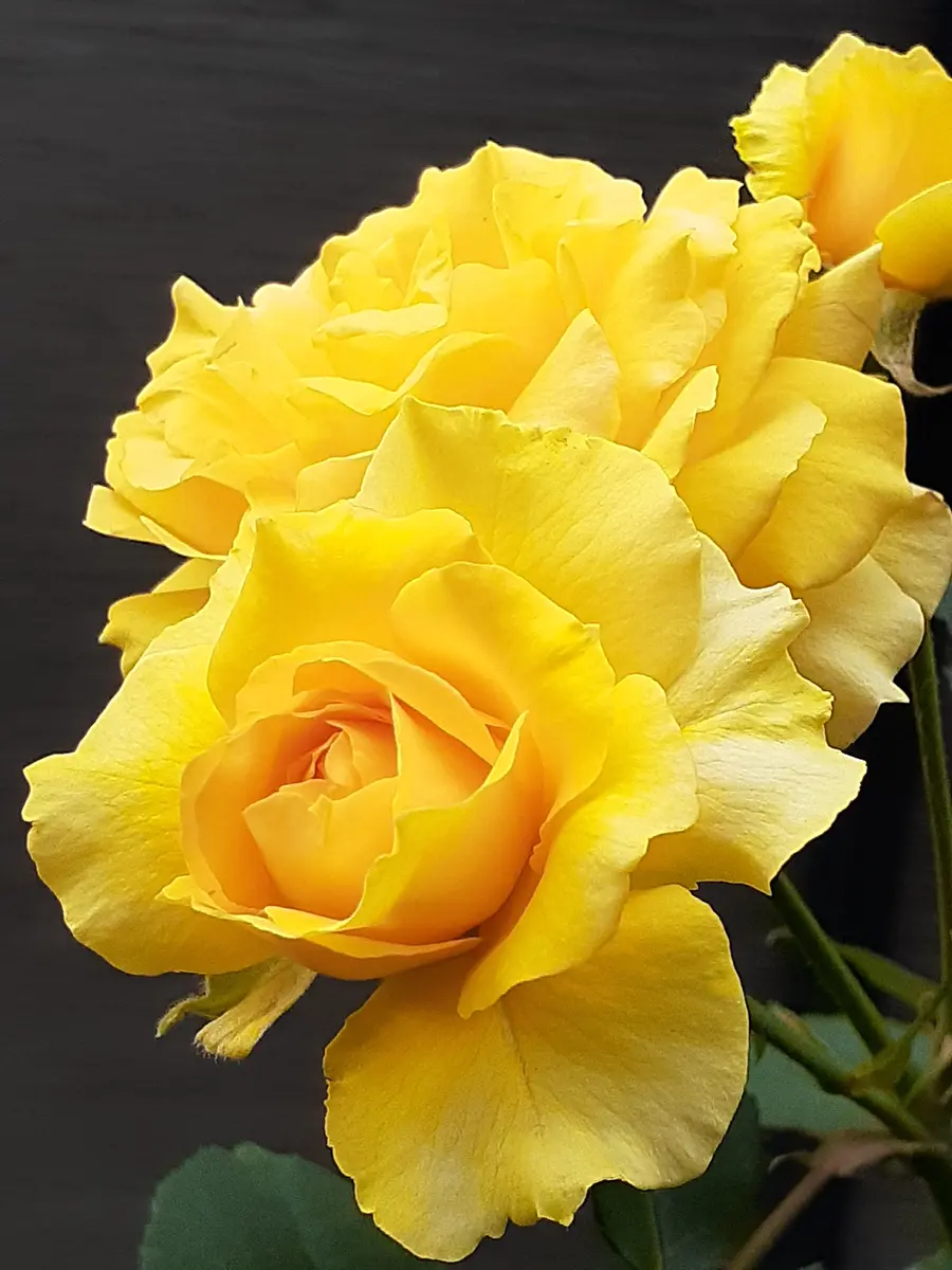 イエローブラスバンド 2番花オレンジ「我が家のバラ 2021