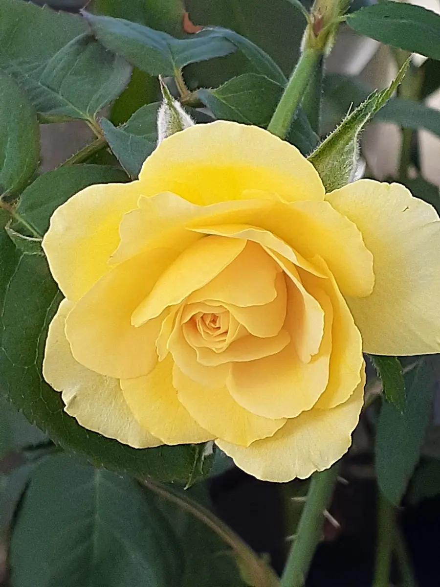 49.イエローブラスバンド 薔薇 木苗 【公式通販】