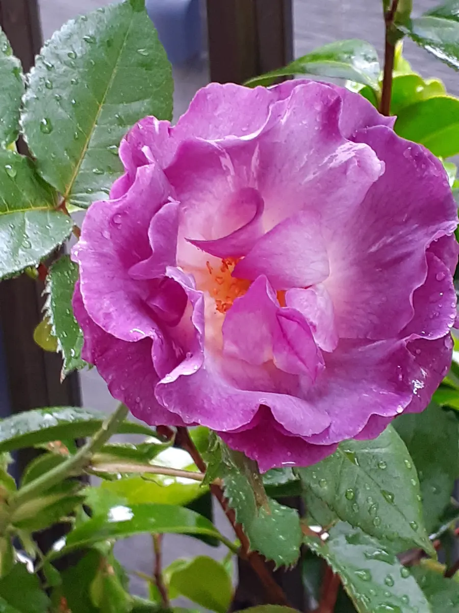 ブルーフォーユー挿し木苗が咲きまし「我が家のバラ 2021〜」の