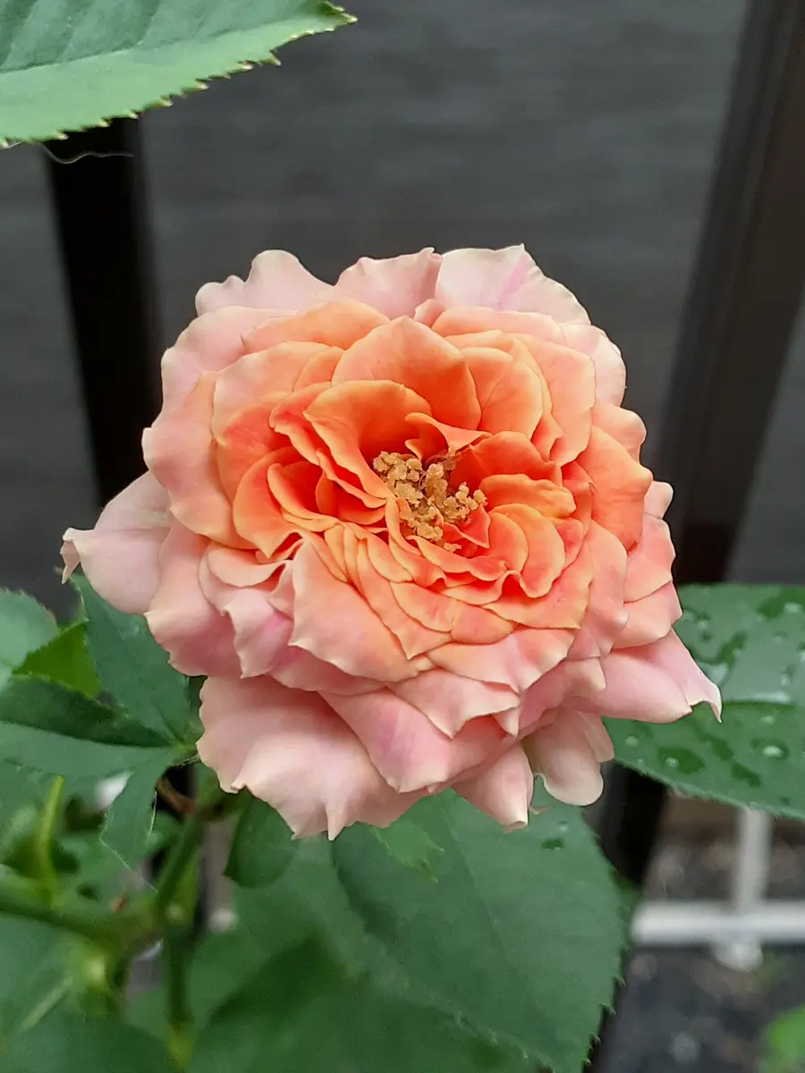 バラ接ぎ木苗　パールドブルム　切り花廃番品種 バラ接ぎ木苗 パールドブルム 切り花廃番品種 バラ接ぎ木苗