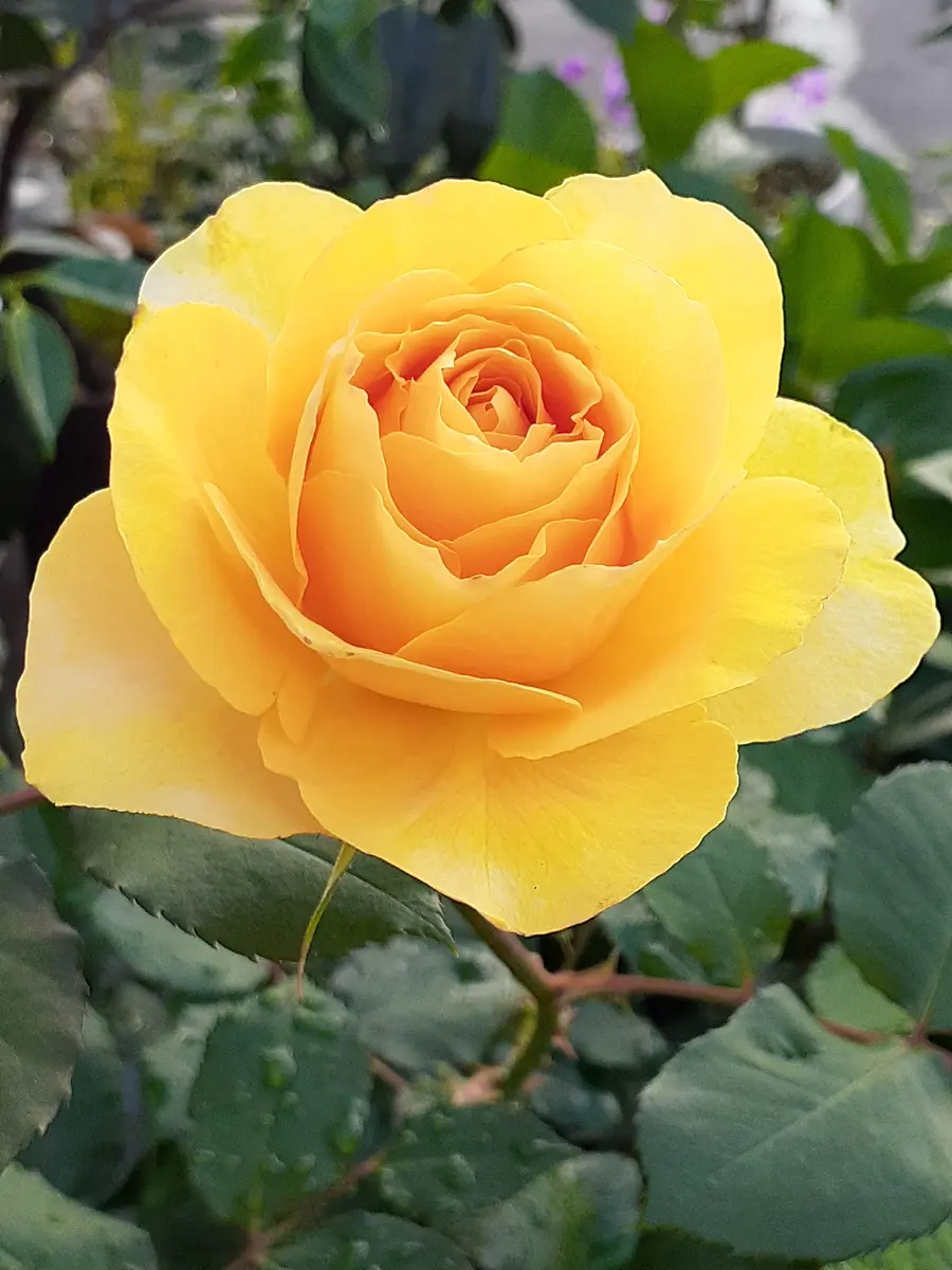 49.イエローブラスバンド 薔薇 木苗 【公式通販】