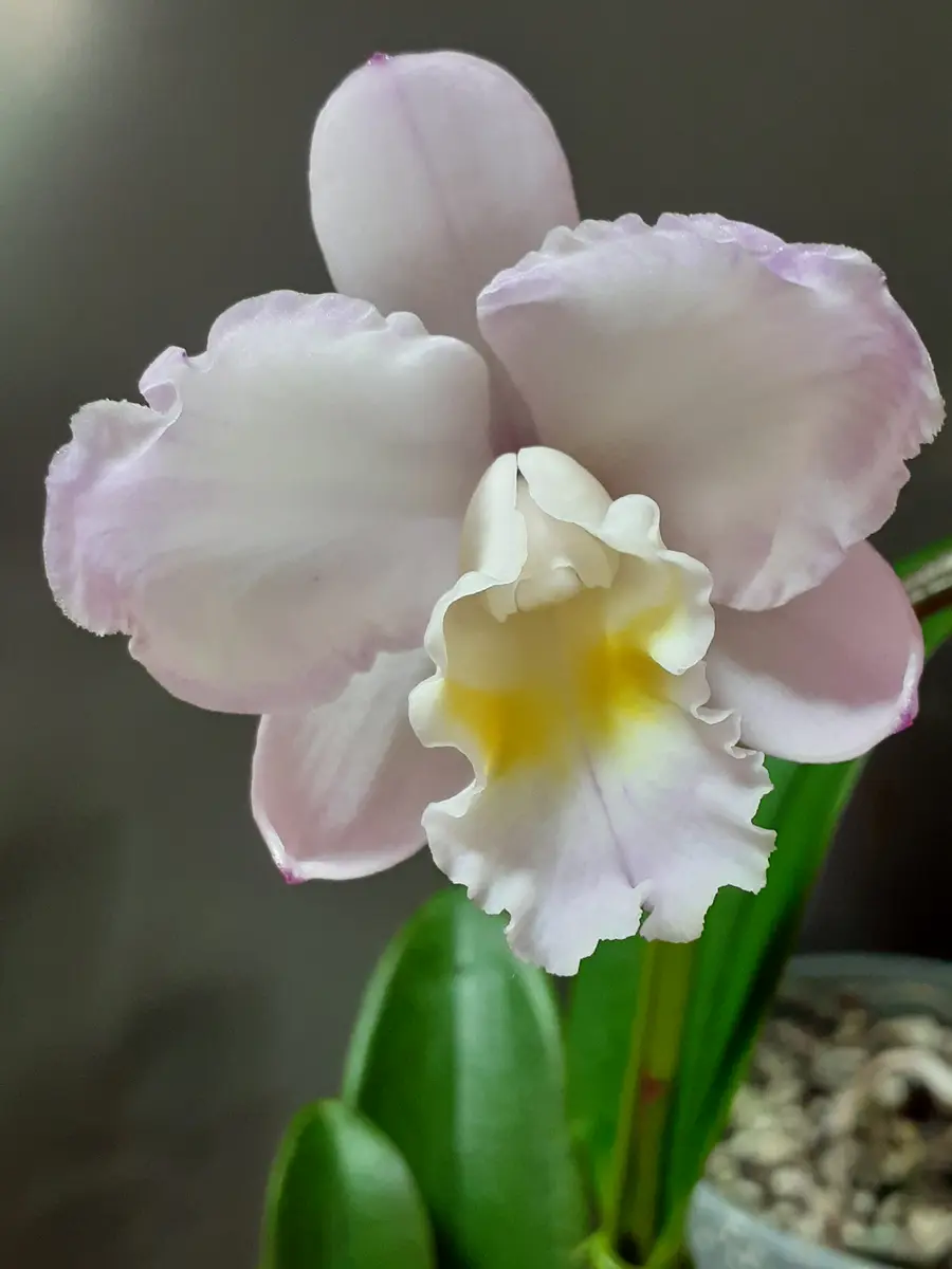 ミニカトレア ドリス&バイロン 'クリ「我が家のラン