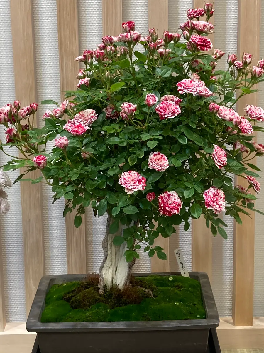 バラ盆栽 バラ盆栽「バラ切花とバラ盆栽🎵」のアルバム-みんなの趣味の園芸1373361