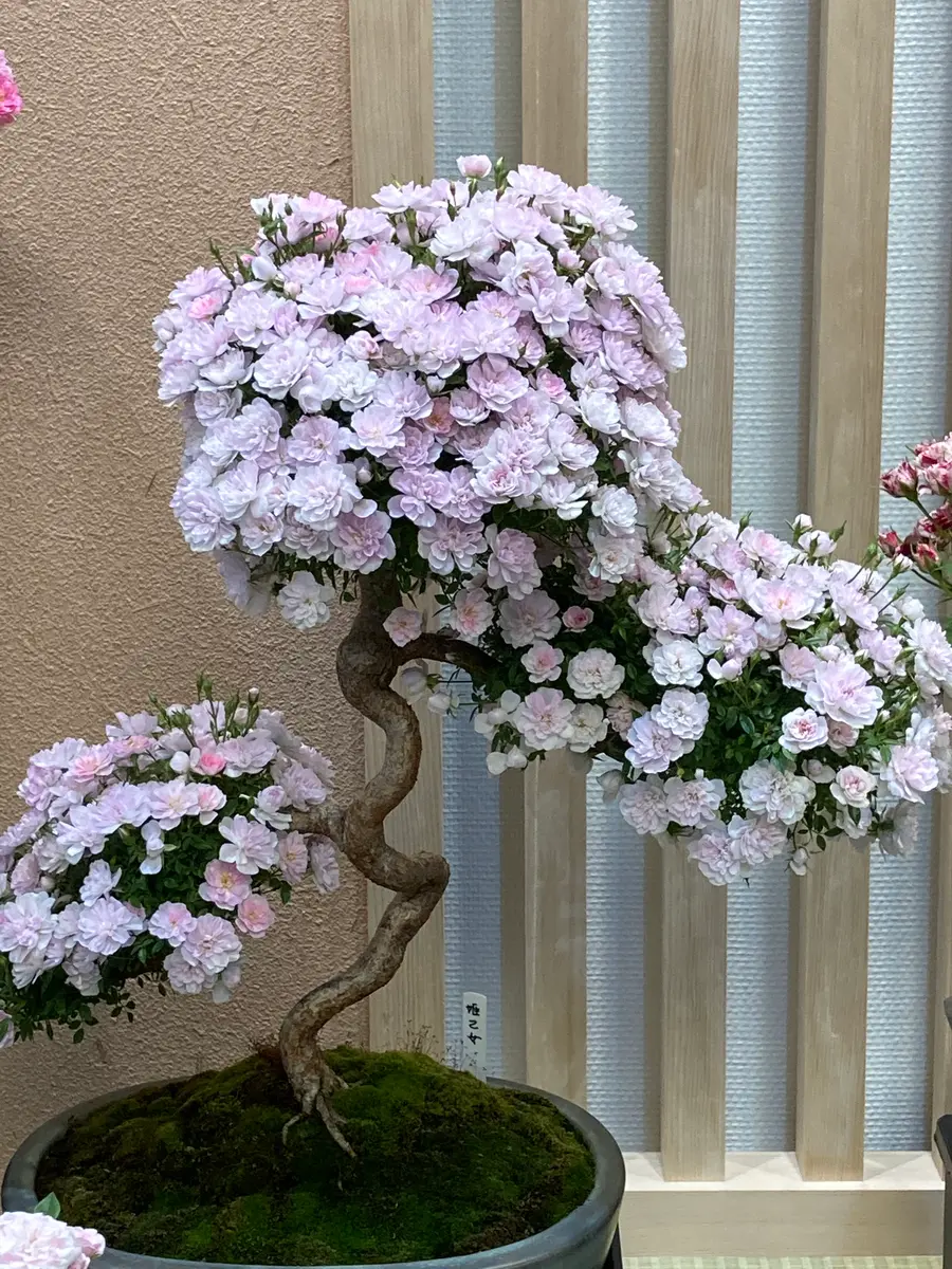 バラ盆栽「バラ切花とバラ盆栽🎵」のアルバム-みんなの趣味の園芸1373363