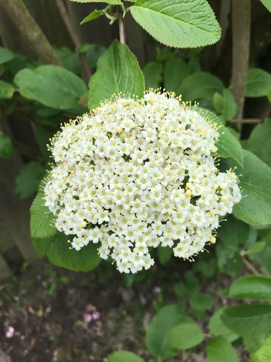 名前の知らない白い花です。「オレンジ色の花と白い花」のアルバム