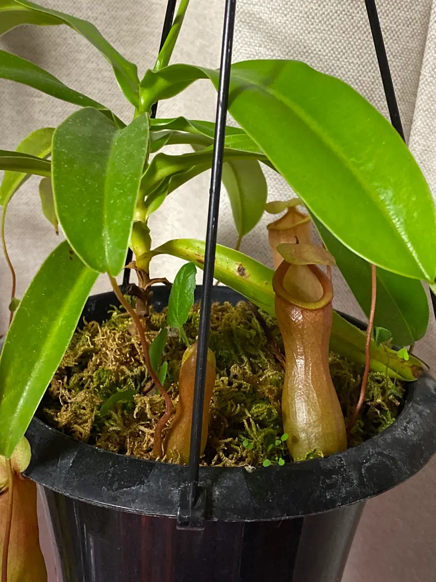 N.ventricosaネペンテスベントリコー「ネペンテス(ウツボカズラ