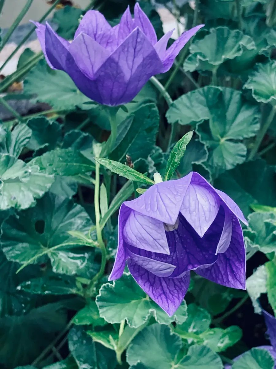 またモンキーに乗って花巡りを・・・ | あれコレ自由日記