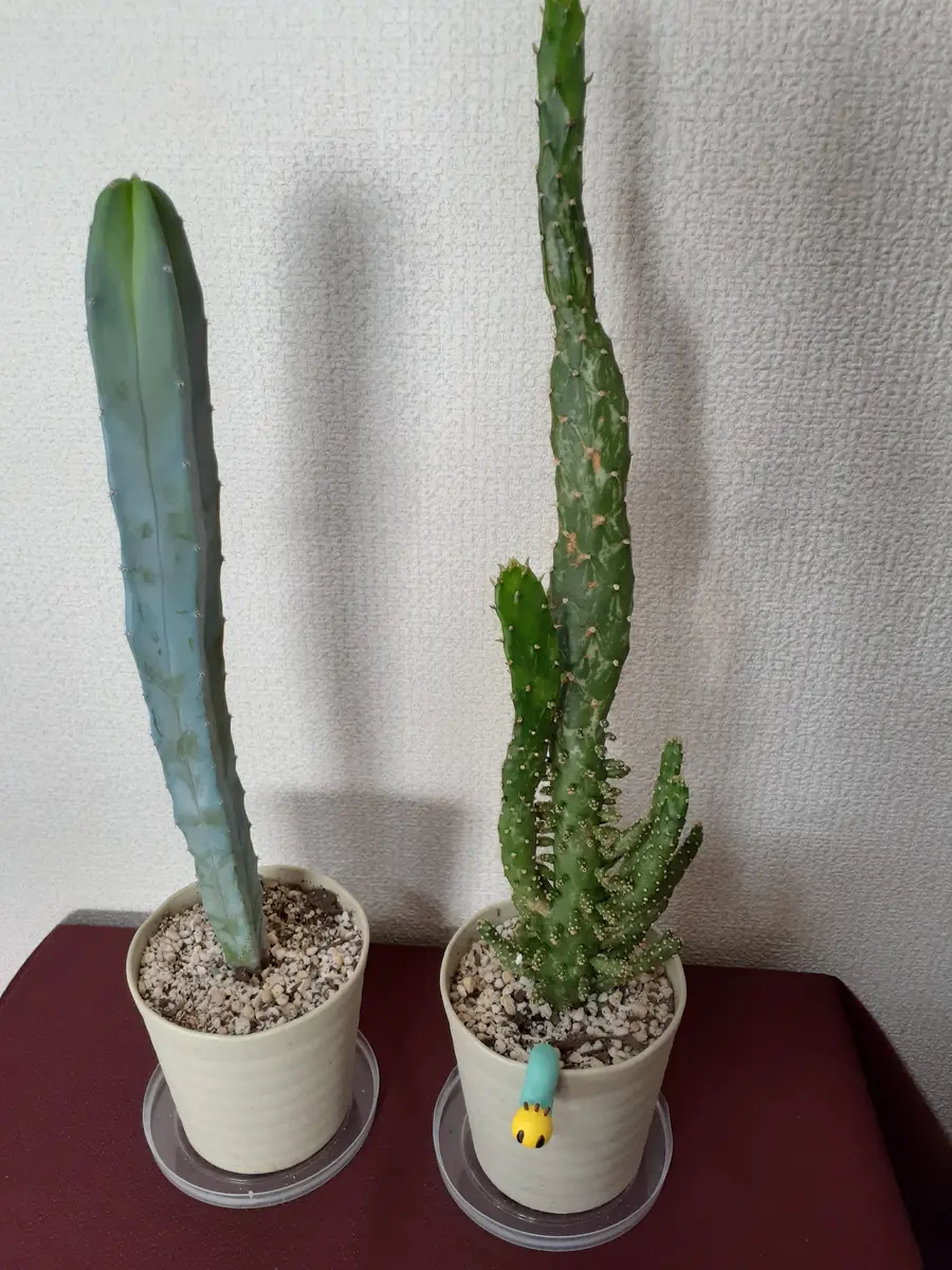 オプンチア マーベリック (右)ダイソ「サボテン 多肉 2021