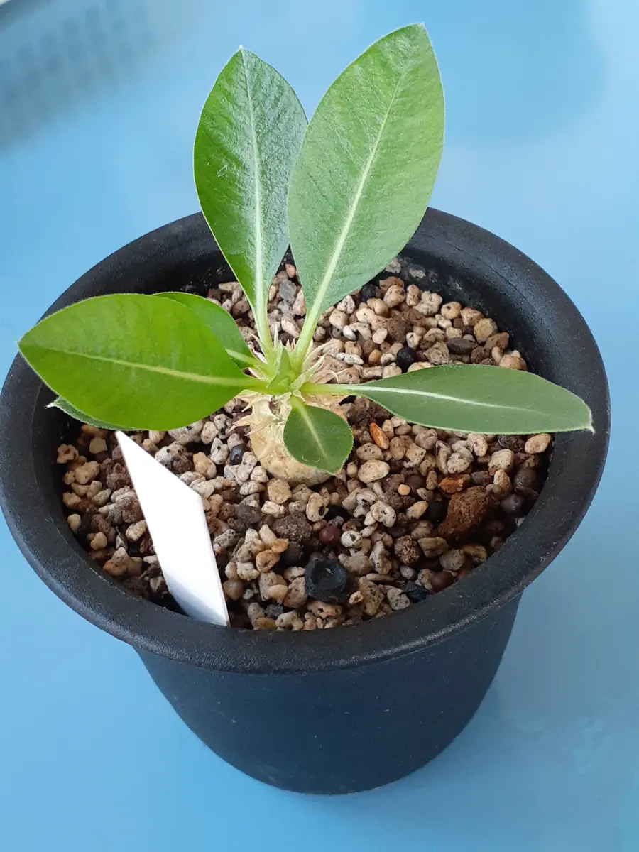 恵比寿笑い 実生5年目私が種まきした「サボテン 多肉 2021