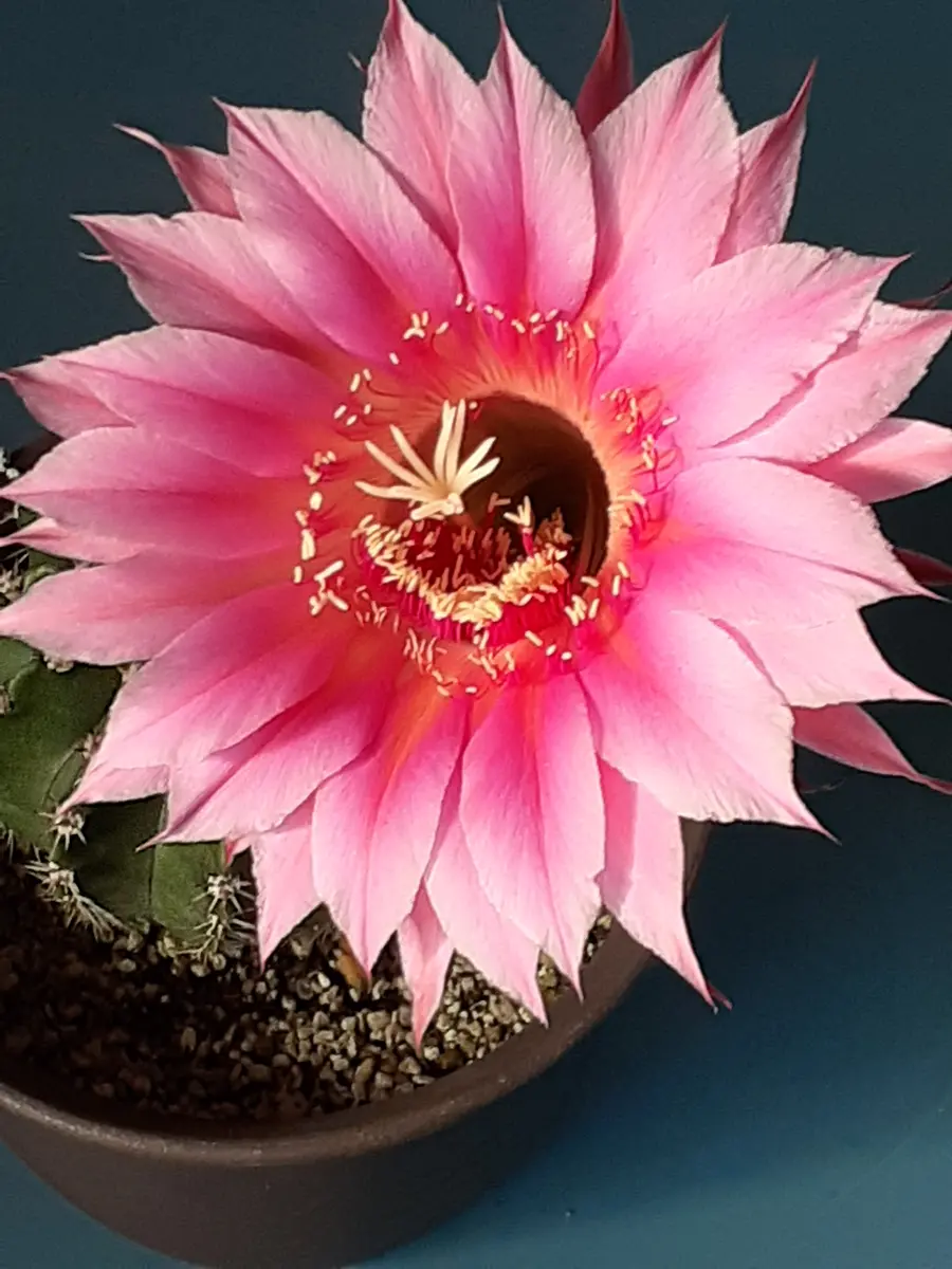 エキノプシス属濃いピンクの花が咲きま「サボテン 多肉 エキノプシス属濃いピンクの花が咲きま「サボテン 多肉