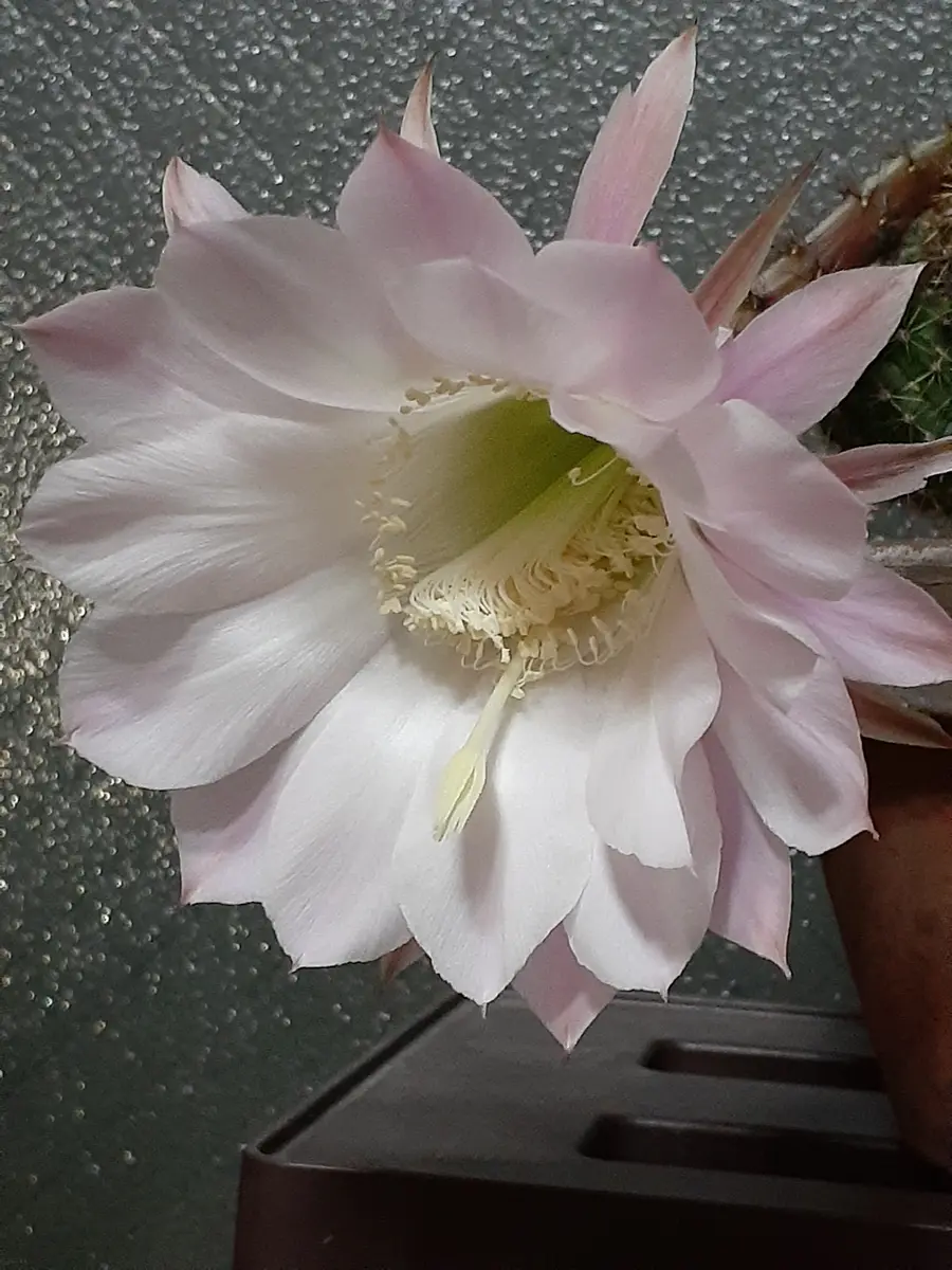 多肉植物　花サボテン　☆☆淡いオレンジ×ピンク 多肉植物 花サボテン 淡いオレンジ×ピンク 多肉植物 花サボテン 淡い