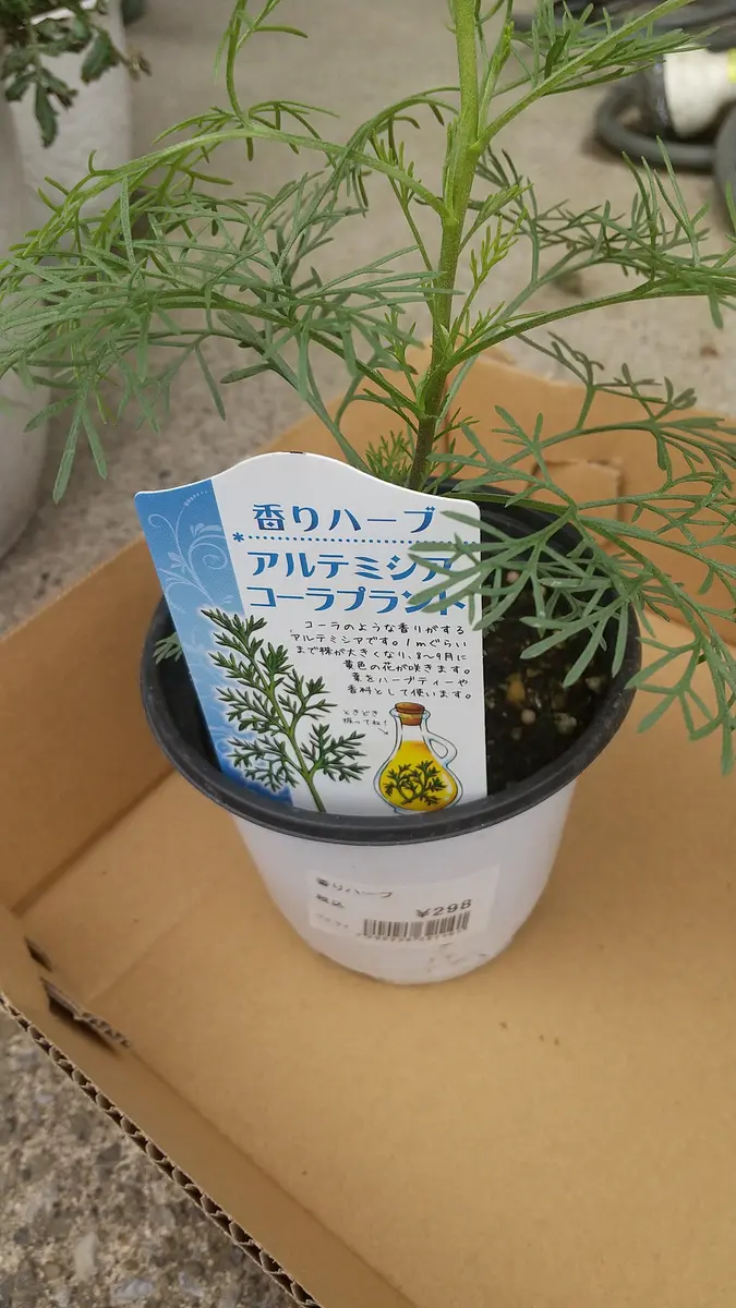 アルテミシアコーラプラント「購入」のアルバム-みんなの趣味の園芸1420046