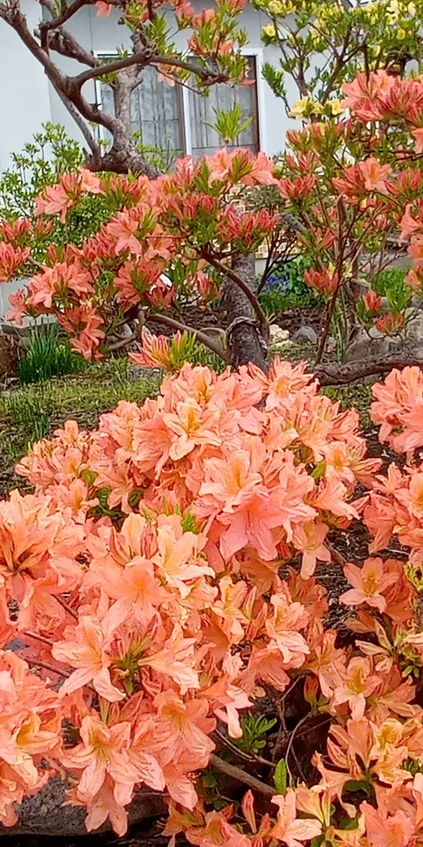 カバレンゲツツジ」のアルバム-みんなの趣味の園芸1392113