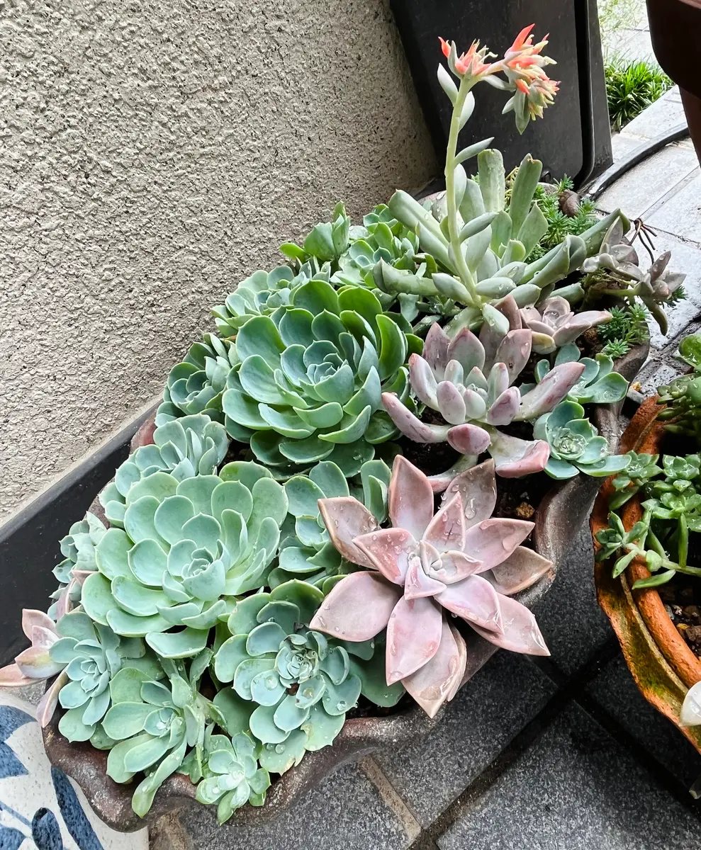 ブランドバッグ通販サイト 七福神の寄せ植え🪴間延びしていたの「実家の子たち🌱」の その他多肉植物