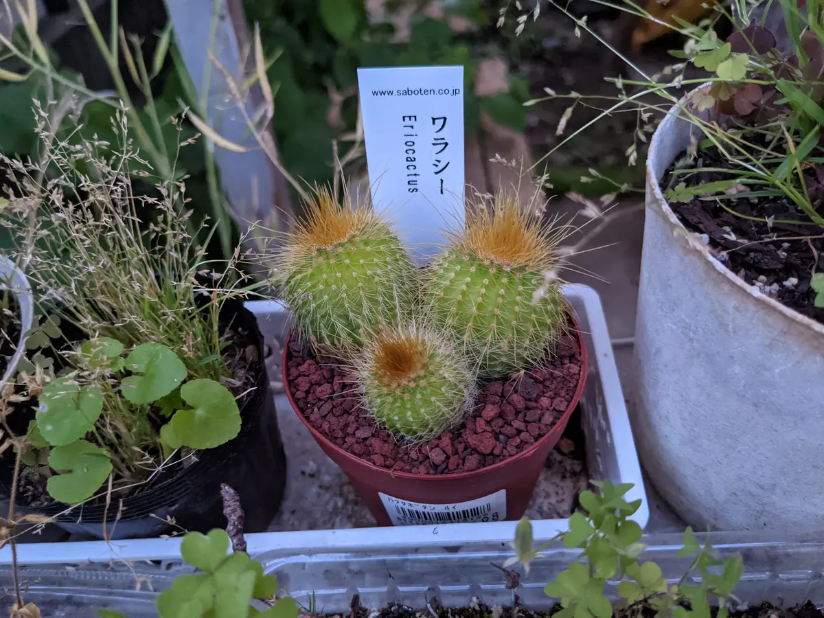 ワラシー。この名前も可愛くて。少し画「SABOTENサボテン」の