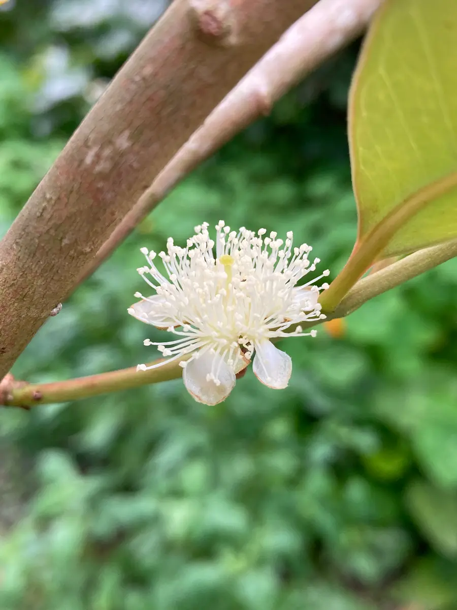 ストロベリーグアバの花「今日の庭」のアルバム-みんなの趣味の園芸1850183