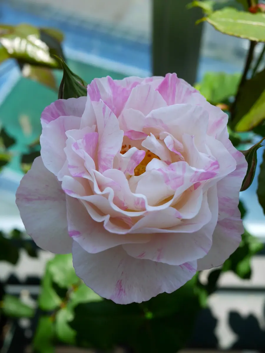 カメオ昨年の挿し木苗から優しい色で咲「バラ・薔薇・ローズ」の