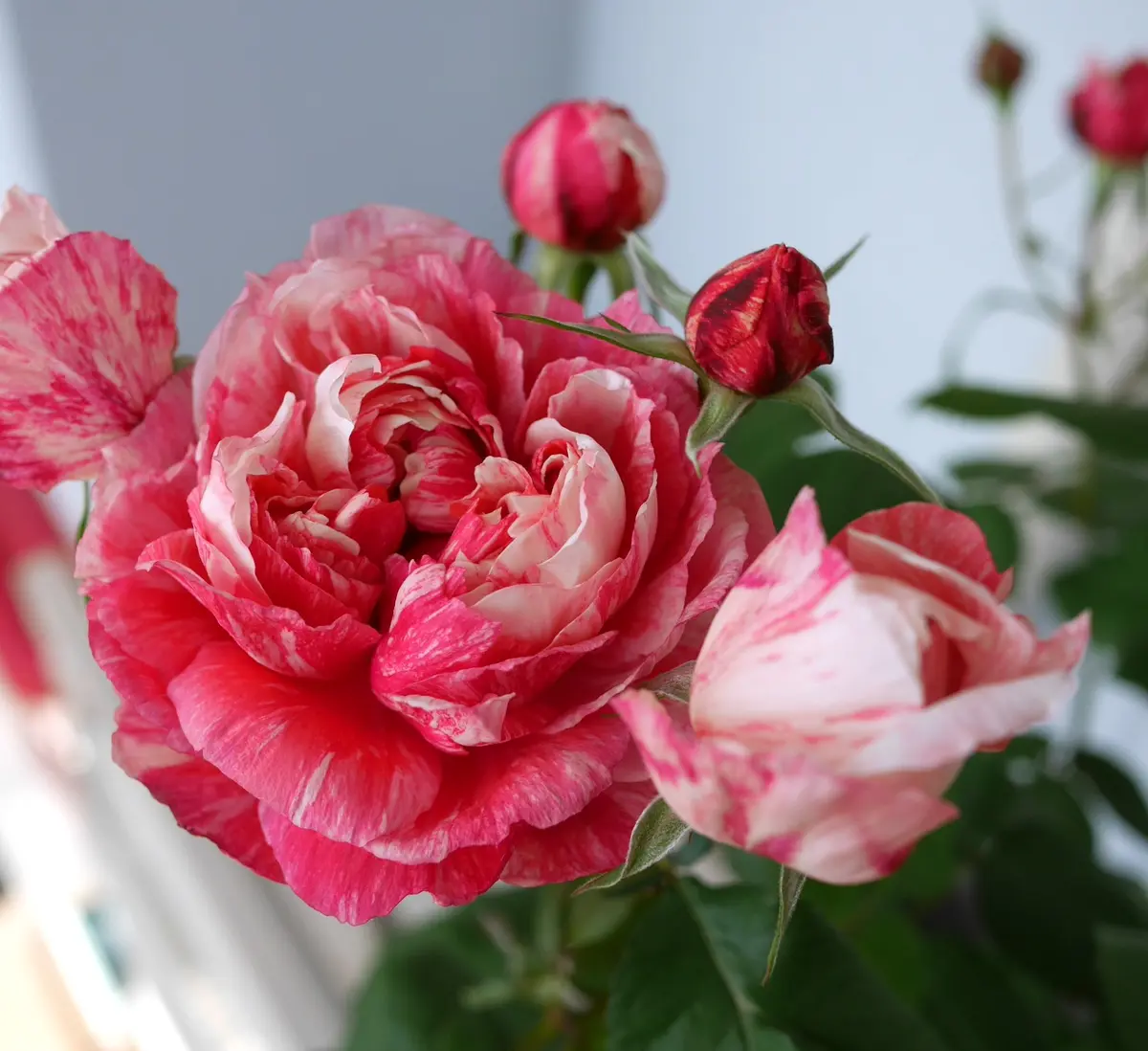 ラシャンスゼブラ開いてきました「バラ・薔薇・ローズ」のアルバム