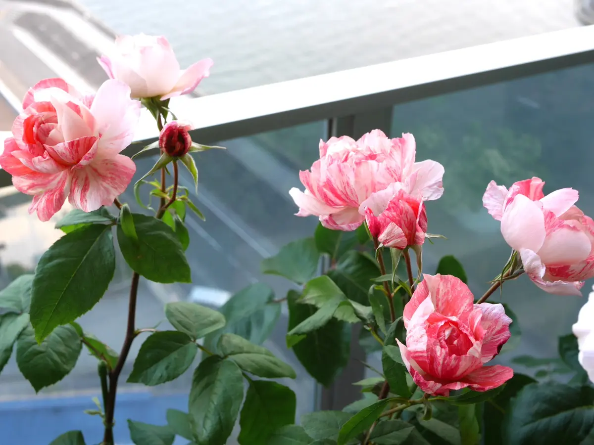 シャンスゼブラ絞り模様のあるお花が咲「バラ・薔薇・ローズ」の