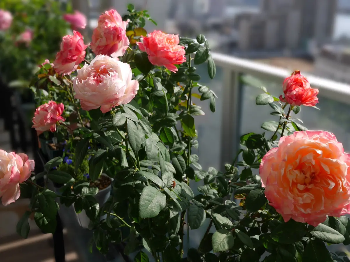 img_cache_a_46430_1_1698461388