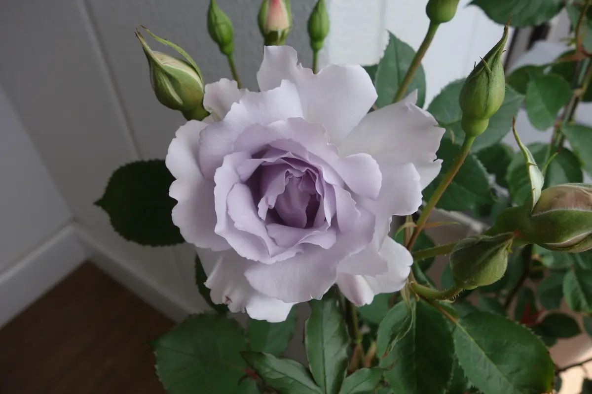 ブルーインパルス育てやすい青バラ 香「バラ・薔薇・ローズ」の