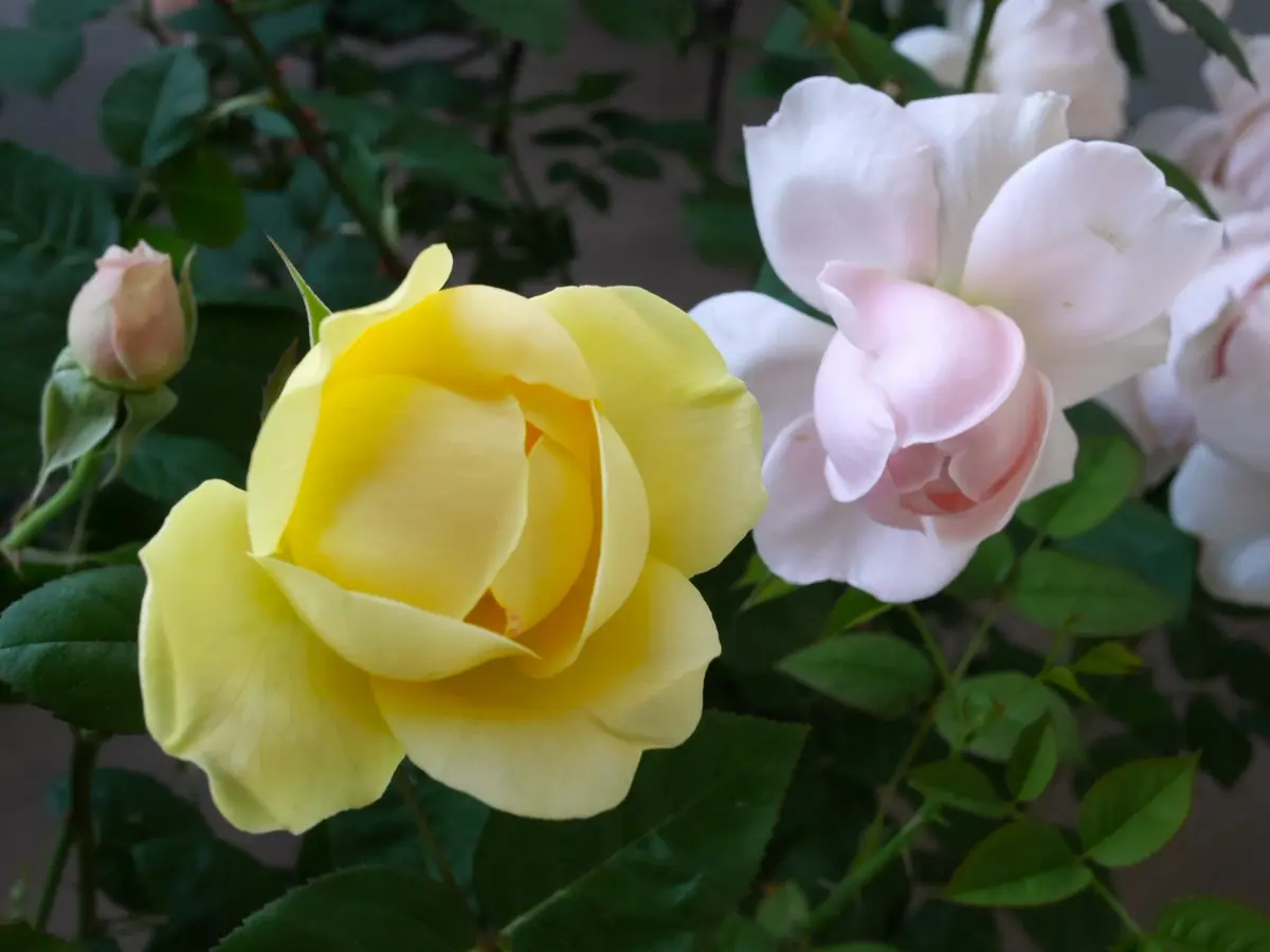 閲覧用　イエローアンブリッジローズ　バラ苗 イエローアンブリッジローズとアンブリ「バラ・薔薇・ローズ」の