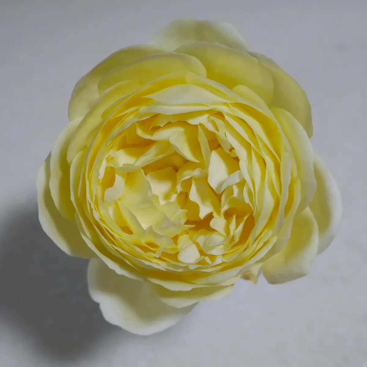 イエローアンブリッジローズ小苗からの「バラ・薔薇・ローズ」の