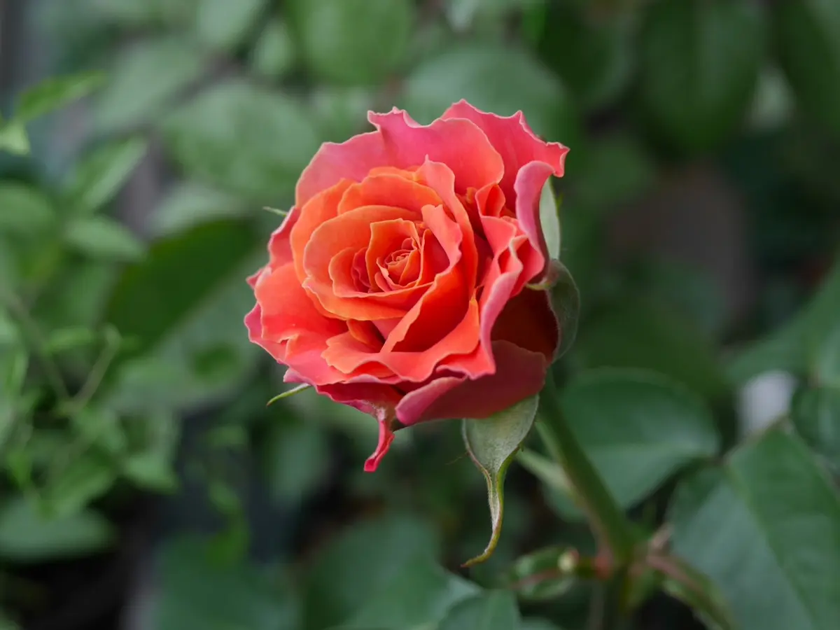 最新入荷 上海ガール挿し木苗からの初開花「バラ・薔薇・ローズ」の 花