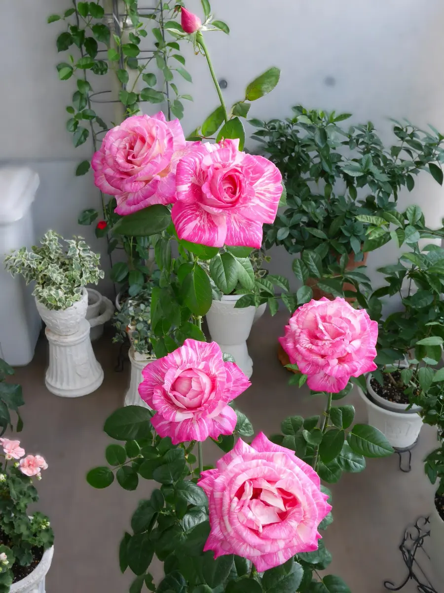 バラ キセキ（奇蹟）鮮やかなピンクと「バラ・薔薇・ローズ」の