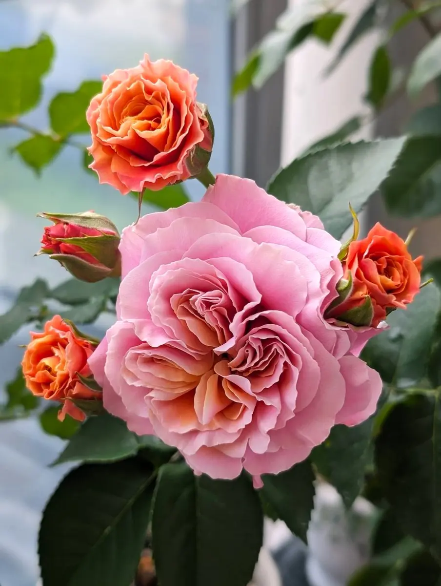 🌹上海ガール花持ちが素晴らしい！「バラ・薔薇・ローズ」のアルバム