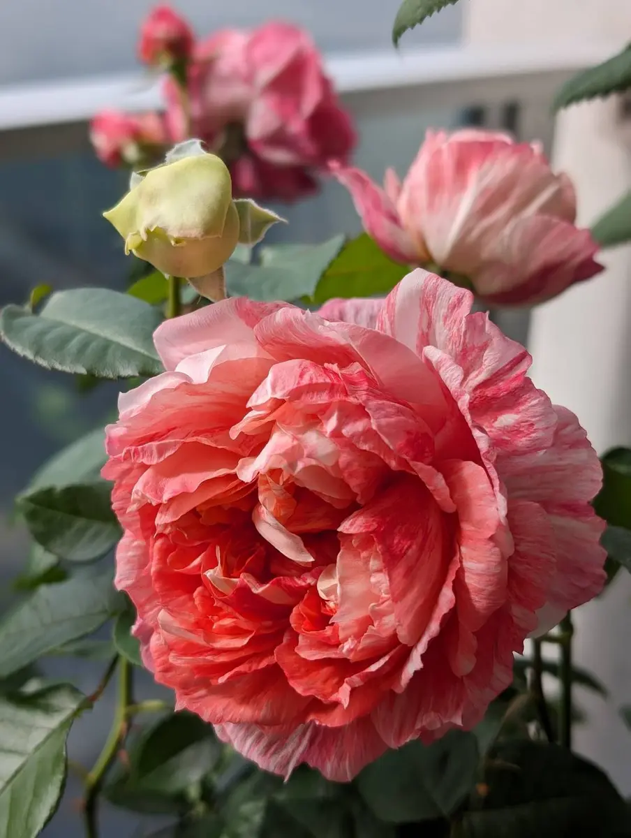 🌹シャンスゼブラ太い元気な枝にはゼブ「バラ・薔薇・ローズ