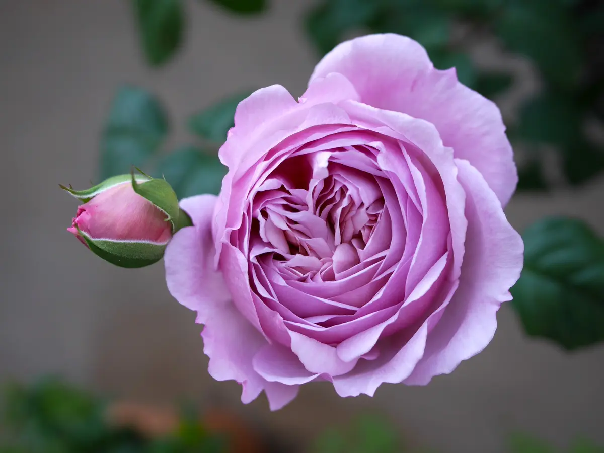 カレン「バラ・薔薇・ローズ」のアルバム-みんなの趣味の園芸1936509