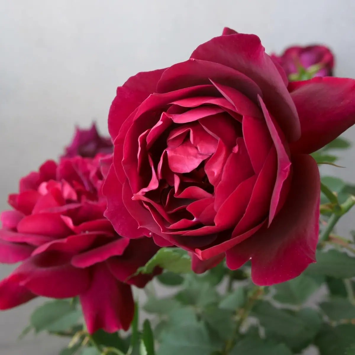 フランシスデュブリュイ一番の早咲きで...「バラ・薔薇・ローズ」の 