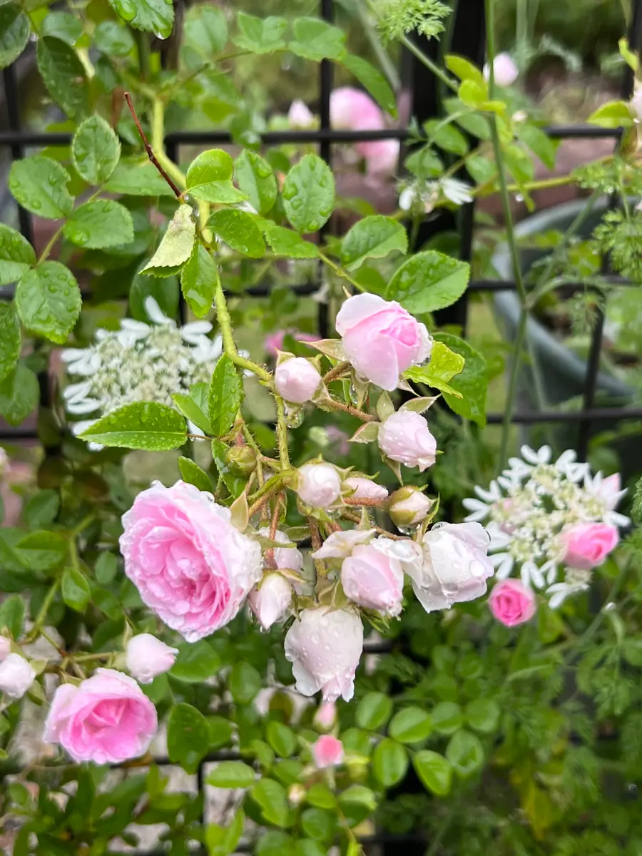 バラ苗　ゆきこ　トゲなし　9 バラ苗 ゆきこ トゲなし 9 バラ苗 ゆきこ トゲなし 9 バラ