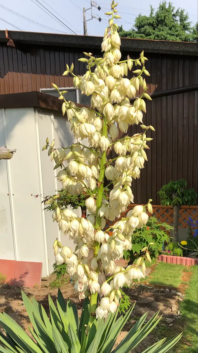 高さは1.8メートルあります。「初めて咲いた アツバキミガヨラン」の