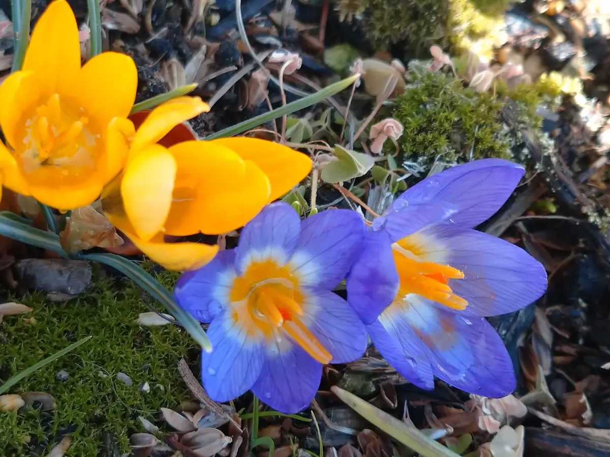 素敵です、華やかな柑子色と菜の花色の染め分けに花が咲く変わり織りの浴衣です 素敵です、華やかな柑子色と菜の花色の染め分けに花が咲く変わり
