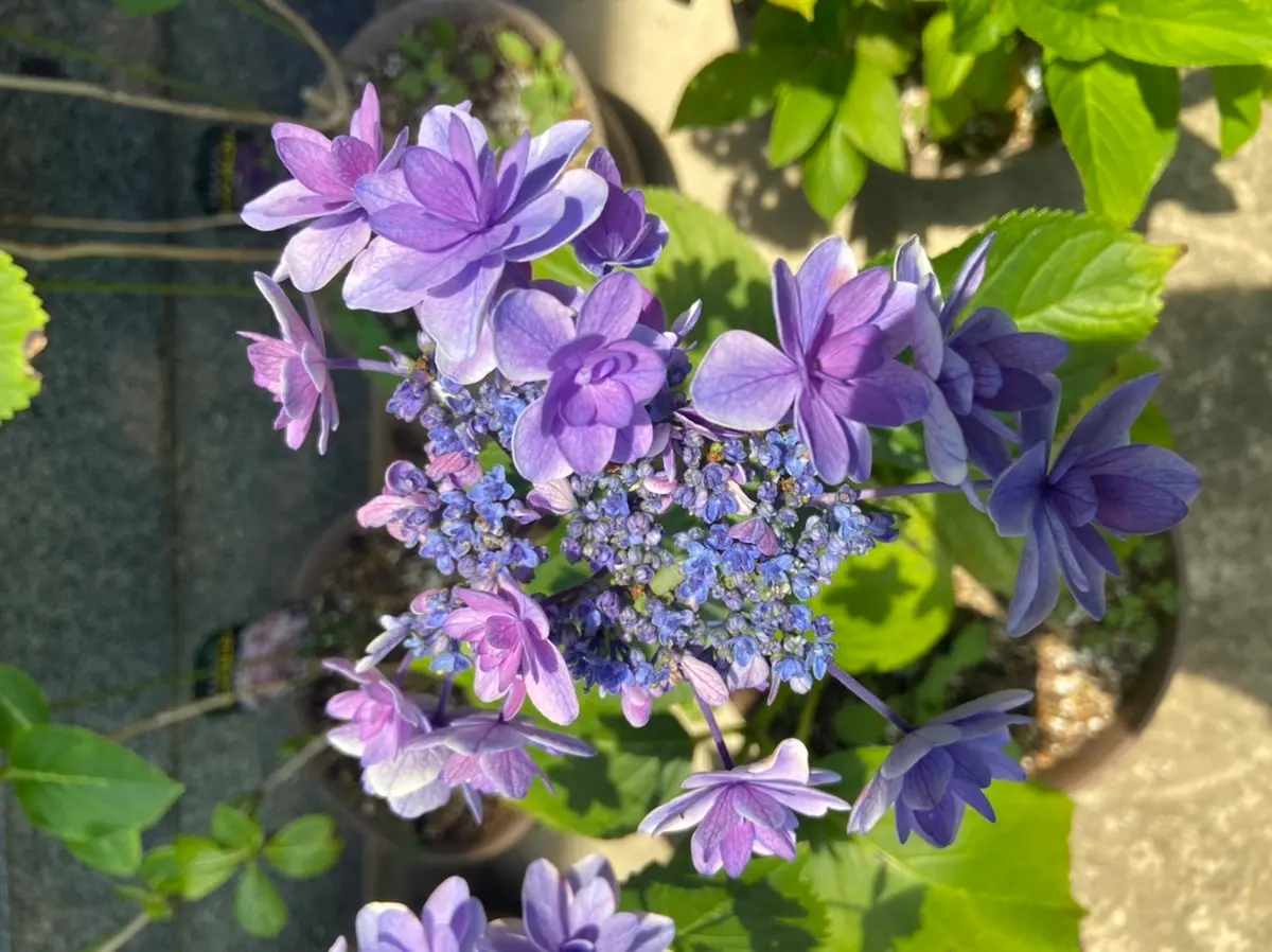 「数量限定 在庫処分セール」 ティンカーベル白い覆輪(ふくりん)が「紫陽花」のアルバム 鉢花