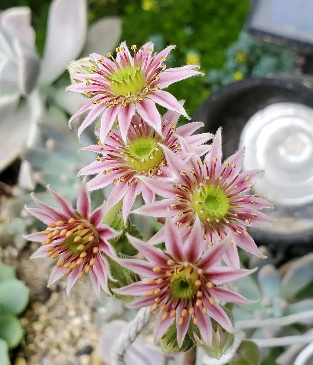綾桜、今日は5つ咲いています。茎がぐに「センペルビウム(綾桜？)の