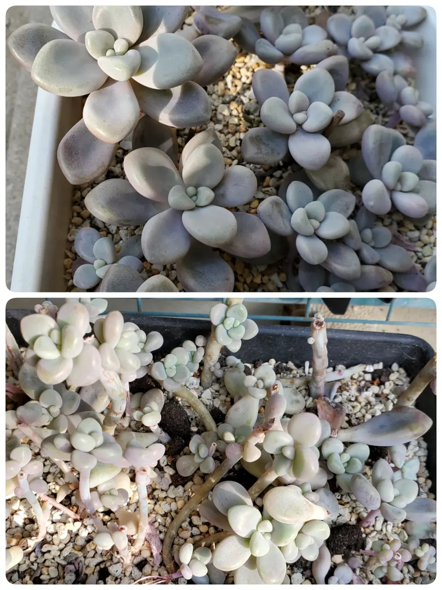 だるま秀麗 仕立て直して増えました😅「グラプトペタルム」のアルバム