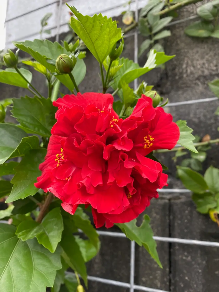 ビーチボール レッドバルーン🌺2020年「ハイビスカス」のアルバム