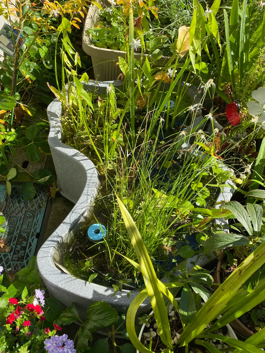 朝日浴びるひょうたん池。ズームすると「大好きなお花たち」の