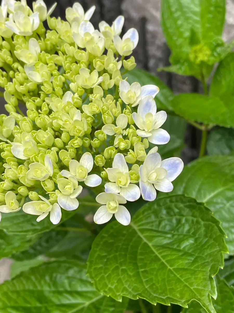 万華鏡紫陽花2株　来季用　剪定株 万華鏡紫陽花2株 来季用 剪定株 万華鏡紫陽花2株 来季用 剪定株 花